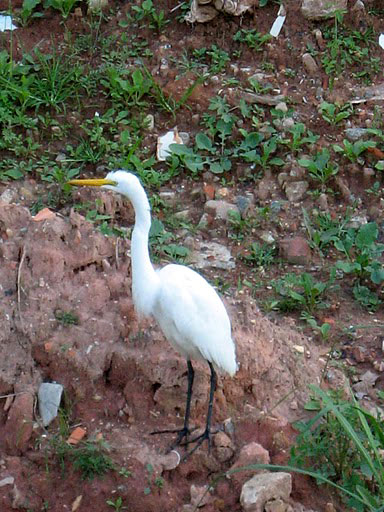 Ave visita margens do Córrego da Água Podre (Foto: Helena Salgado)